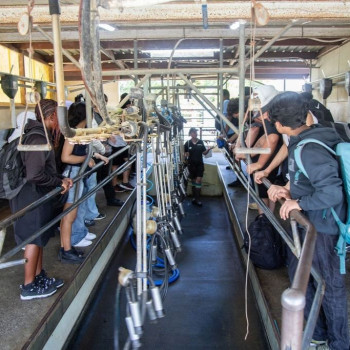 Children in the milking shed